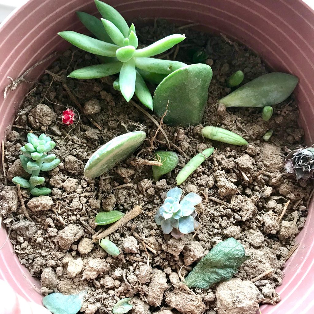 succulence Subtle Succulence I